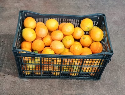 Foto Arance Varietà Navel Calibro 6/7 Origine Grecia Marchio Agri21 1